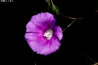 Ipomoea orizabensis image