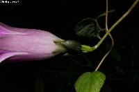 Ipomoea orizabensis image