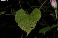 Ipomoea orizabensis image