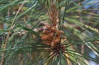 Pinus herrerae image