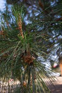 Pinus herrerae image