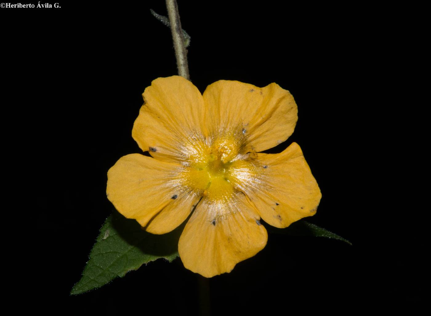 Pseudabutilon orientale image