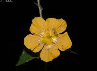 Pseudabutilon orientale image