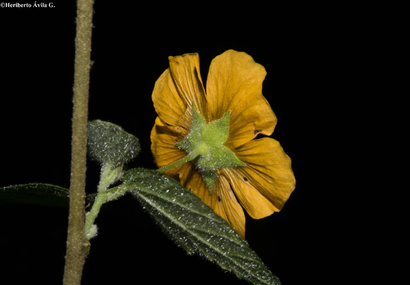 Pseudabutilon orientale image