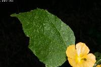 Pseudabutilon orientale image