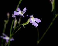 Lobelia goldmanii image