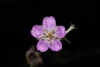 Geranium lilacinum image