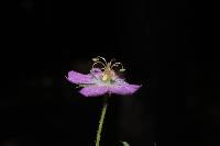 Geranium lilacinum image