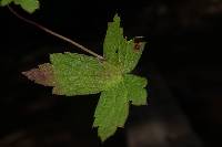 Geranium lilacinum image