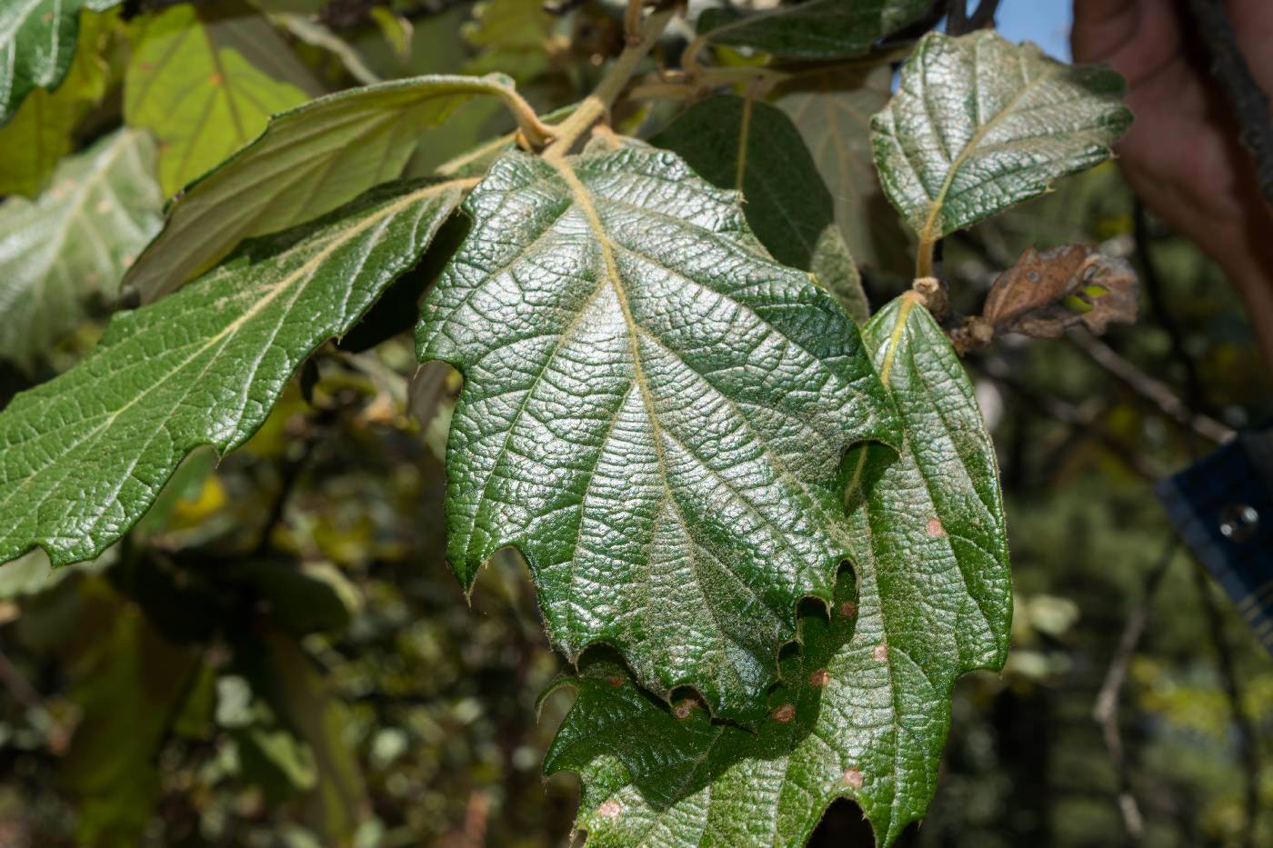 Quercus crassifolia image