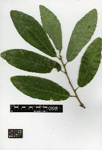 Quercus splendens image