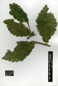 Quercus splendens image