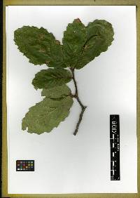 Quercus convallata image