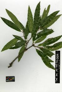 Quercus gentryi image