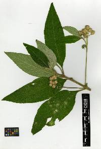 Lippia umbellata image