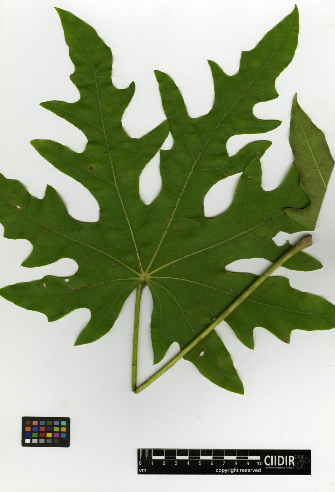 Oreopanax peltatus image