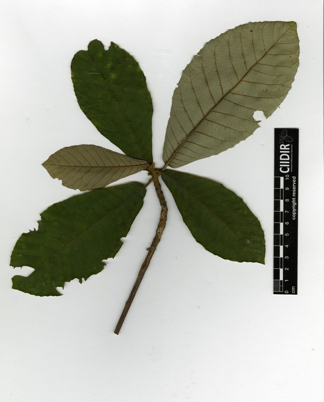 Clethra hartwegii image