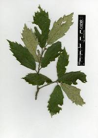 Image of Quercus scytophylla