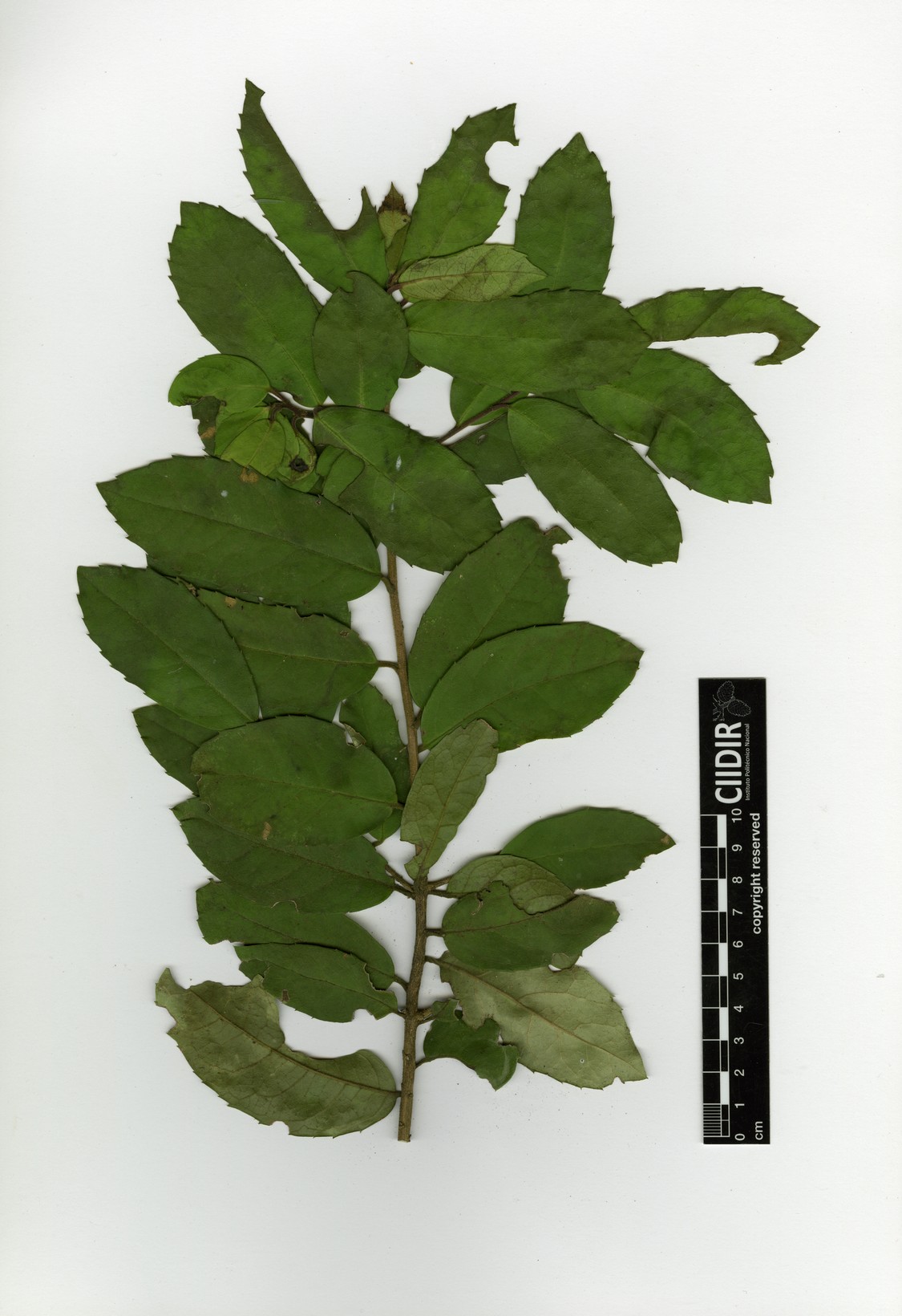 Ilex dugesii image