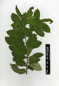 Ilex dugesii image