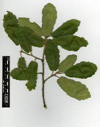 Quercus convallata image