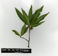 Quercus gentryi image