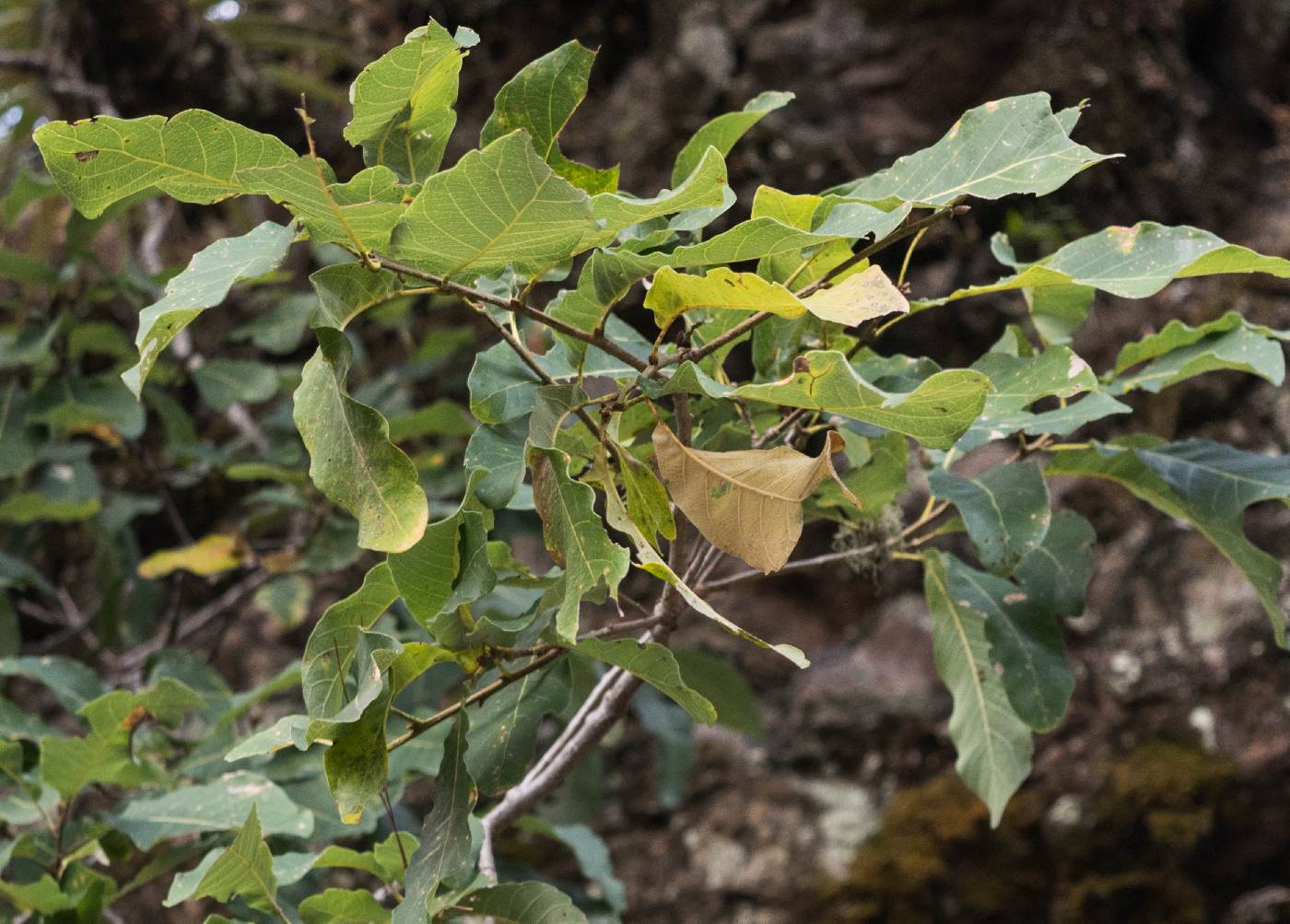 Quercus splendens image