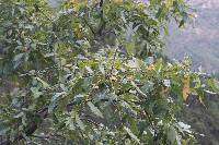 Quercus splendens image