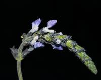 Salvia sphacelifolia image
