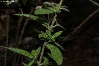 Stevia jaliscensis image