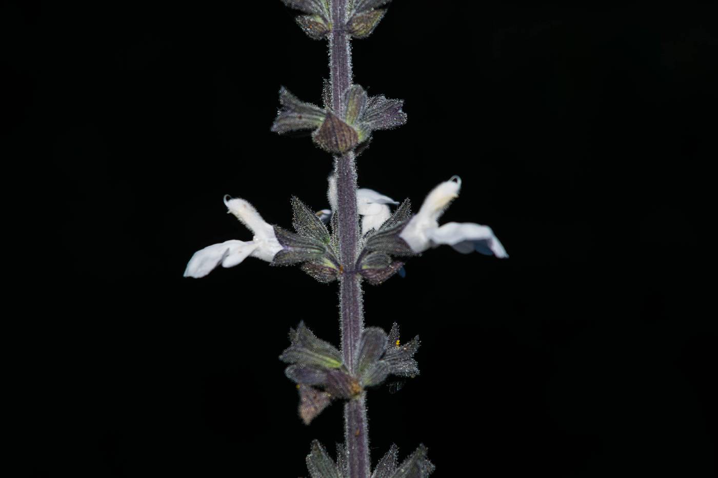 Salvia sphacelifolia image