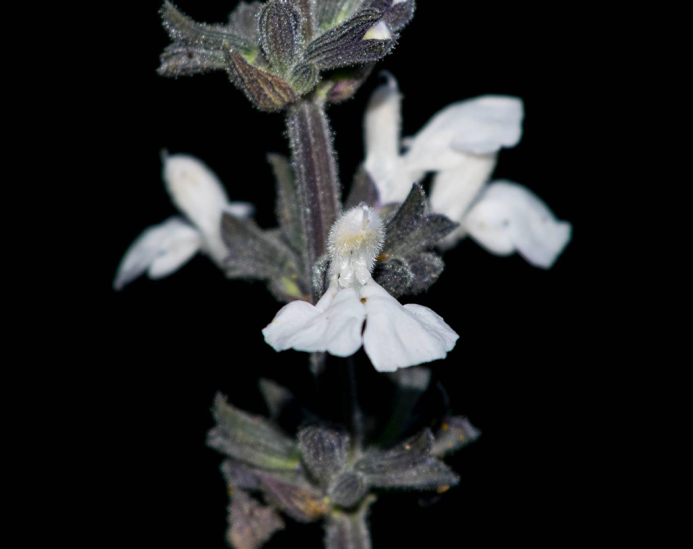 Salvia sphacelifolia image