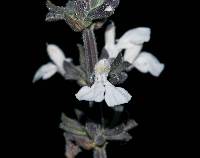 Image of Salvia sphacelifolia