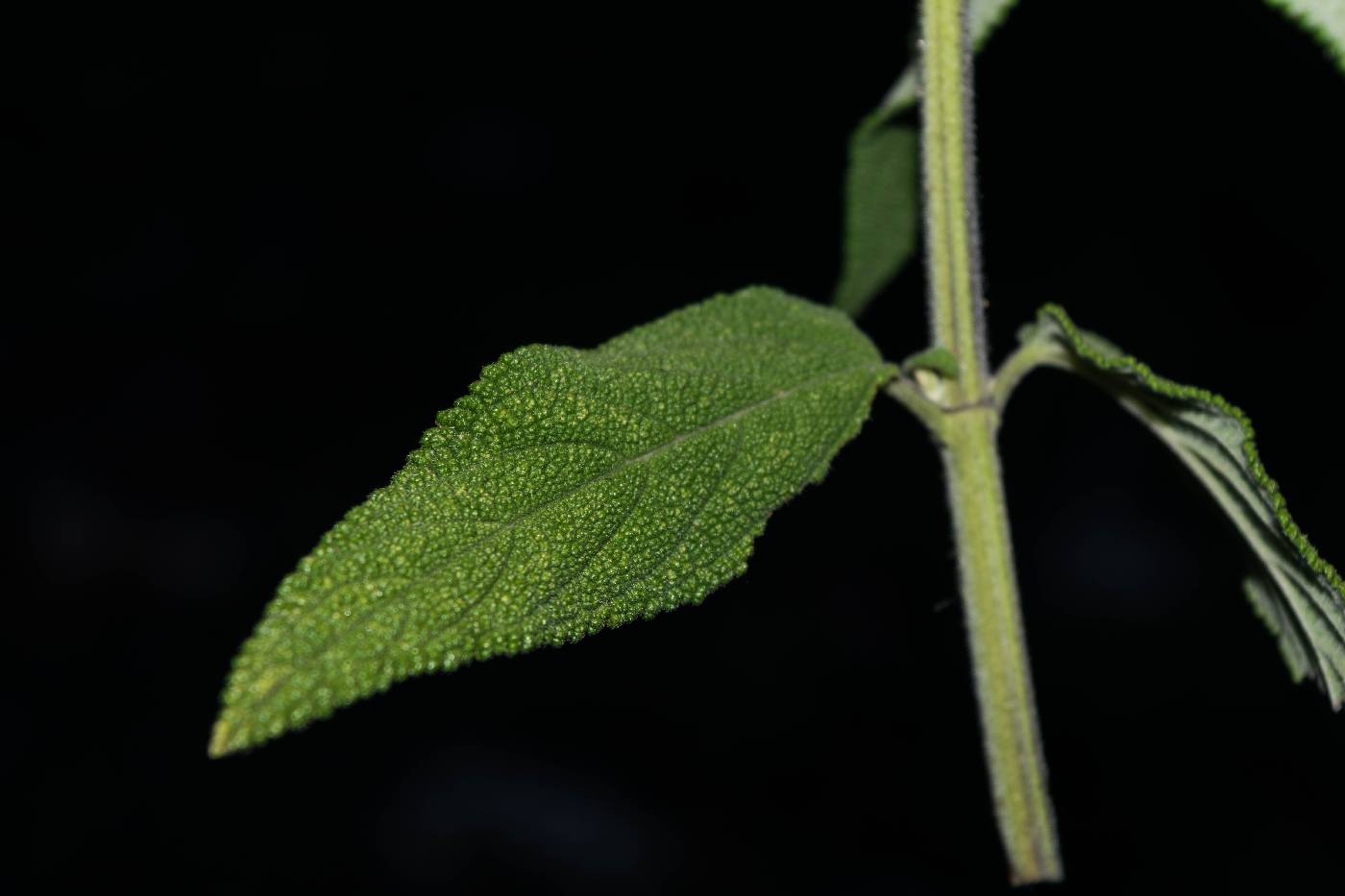 Salvia sphacelifolia image