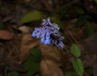 Salvia lavanduloides image