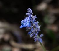 Salvia lavanduloides image