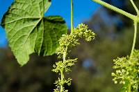 Vitis tiliifolia image