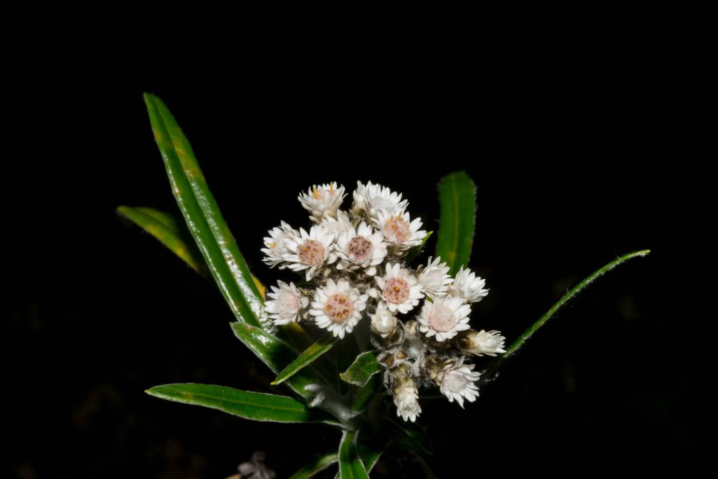 Chionolaena salicifolia image