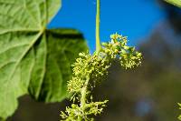 Vitis tiliifolia image