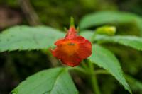 Achimenes antirrhina image