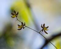 Oncidium brachyandrum image