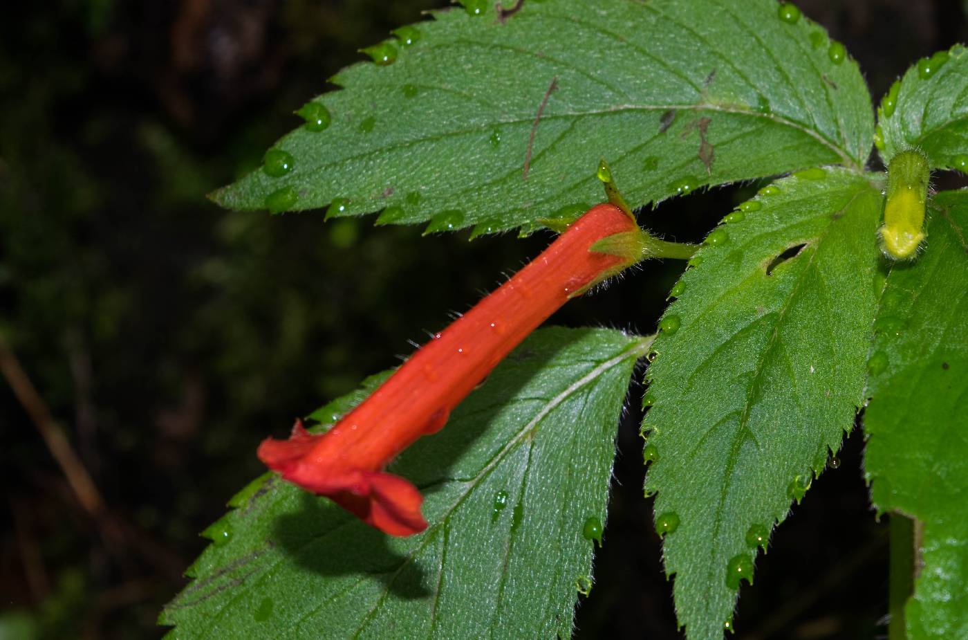 Achimenes antirrhina image