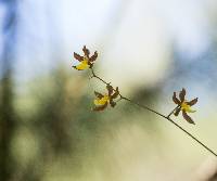 Oncidium brachyandrum image