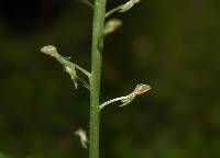 Malaxis maianthemifolia image