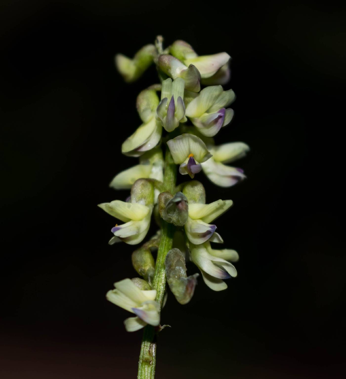 Astragalus sinaloae image