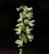 Astragalus sinaloae image