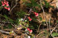 Gentiana mirandae image