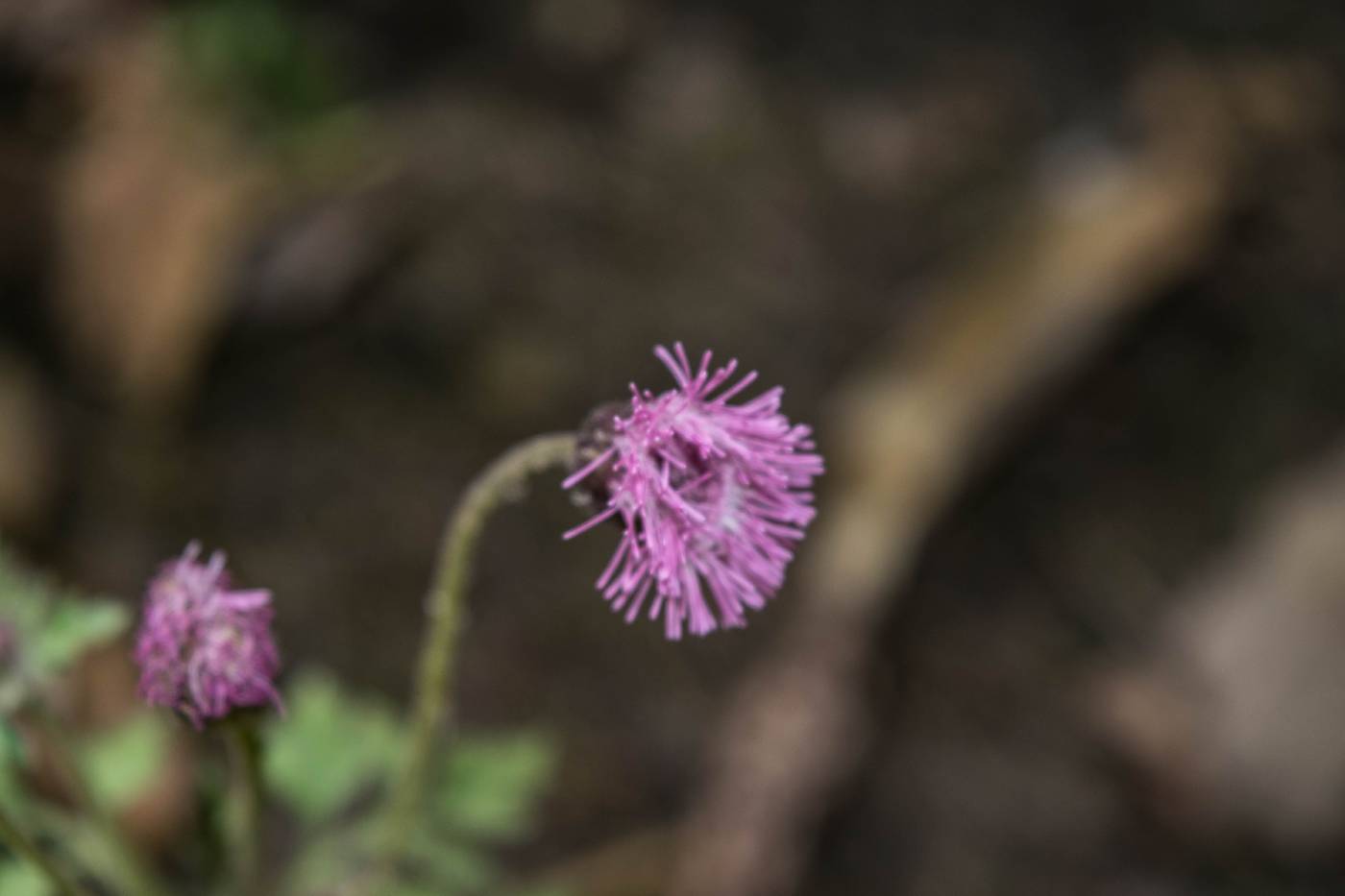 Hofmeisteria gayleana image