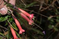 Gentiana mirandae image