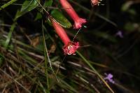 Gentiana mirandae image